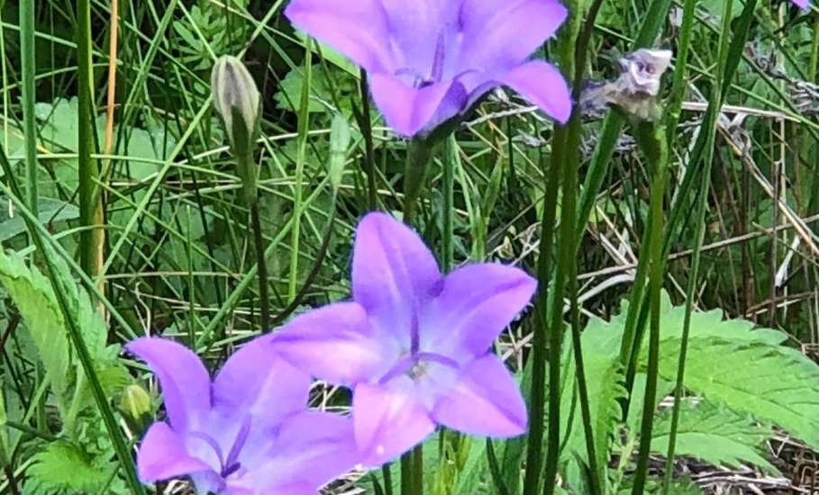 С Днём матери!