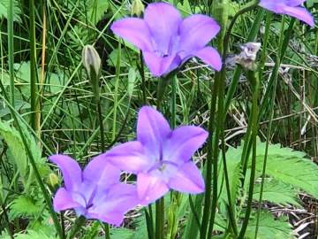 С Днём матери!