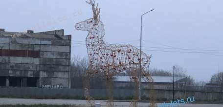 В Елец привезли оленя!