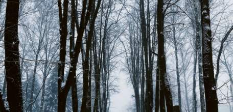 Снега не будет на Новый год в Липецке!