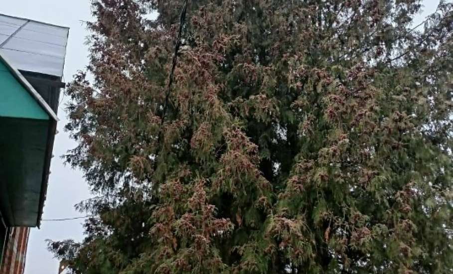 В Ельце практически каждый день спиливают деревья