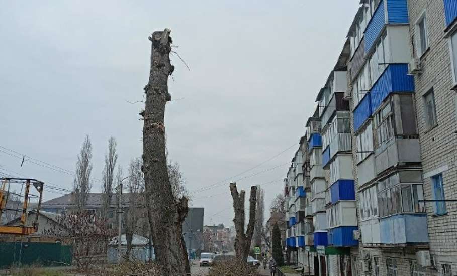 В Ельце продолжают опиливать деревья. Появляются всё больше обрубков на улицах города