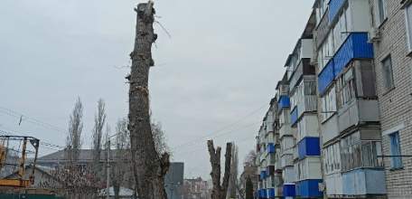 В Ельце продолжают опиливать деревья. Появляются всё больше обрубков на улицах города