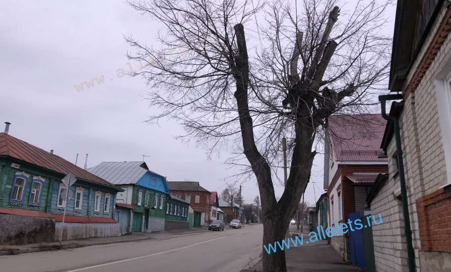 Печально видеть на улицах города всё больше обрубков, вместо деревьев!