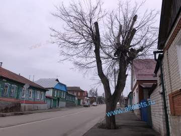 Печально видеть на улицах города всё больше обрубков, вместо деревьев!