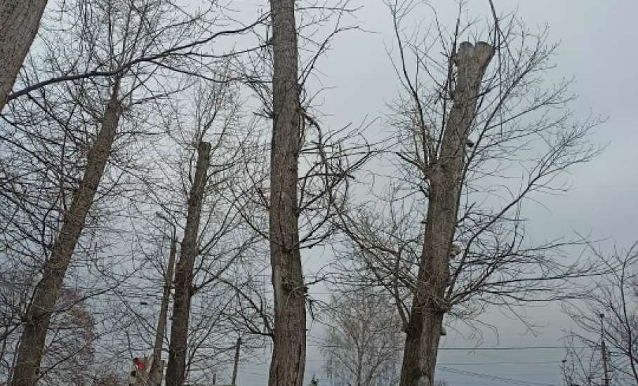 В Ельце продолжают пилить тополя, оставляя одни обрубки!