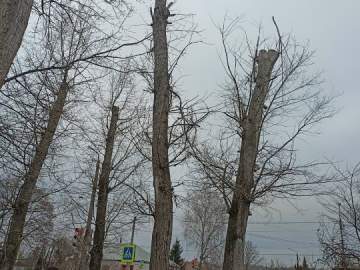 В Ельце продолжают пилить тополя, оставляя одни обрубки!