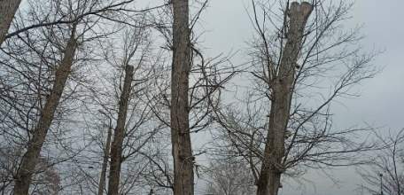 В Ельце продолжают пилить тополя, оставляя одни обрубки!