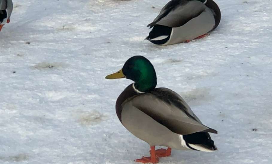 В Ельце сегодня ожидается снег, дождь, туман и гололёд!