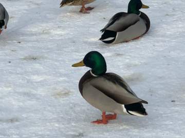 В Ельце сегодня ожидается снег, дождь, туман и гололёд!