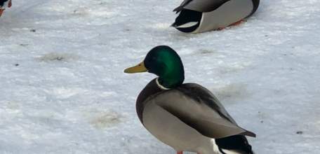 В Ельце сегодня ожидается снег, дождь, туман и гололёд!