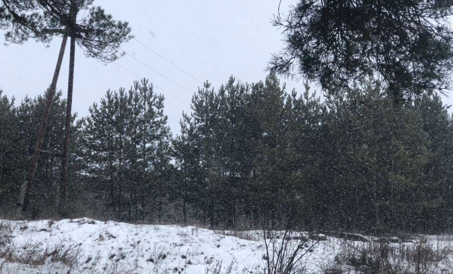 В Липецкой области начали рубить сосны к Новому году