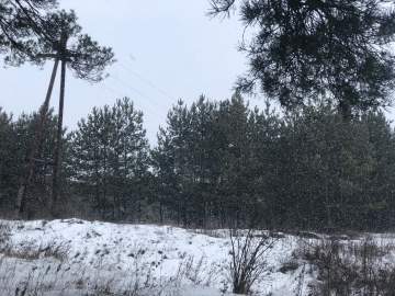 В Липецкой области начали рубить сосны к Новому году