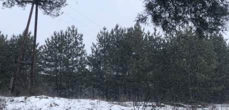 В Липецкой области начали рубить сосны к Новому году