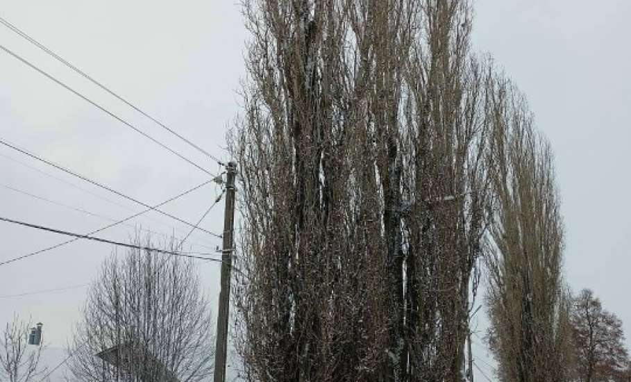 В Ельце продолжают спиливать тополи