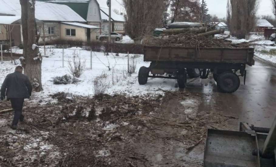 В Ельце продолжают спиливать тополи