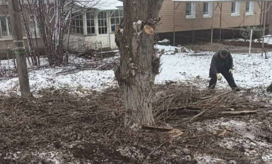 В Ельце продолжают спиливать тополи