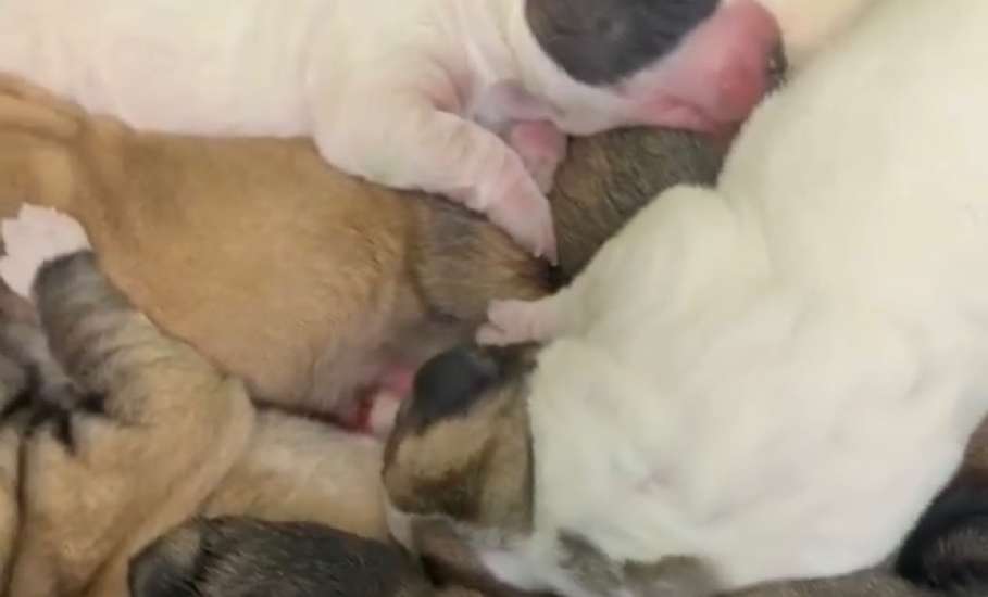 В Елецкой ветеринарной станции благодаря врачу появились на свет 11 щенков мастифа