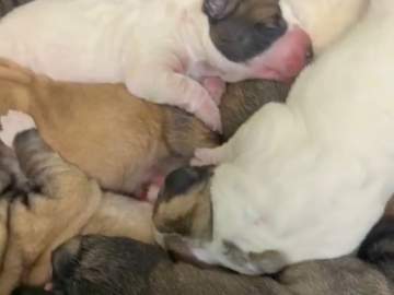 В Елецкой ветеринарной станции благодаря врачу появились на свет 11 щенков мастифа