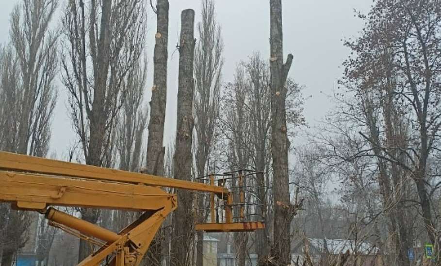 В Ельце с каждым днём растёт количество голых тополей