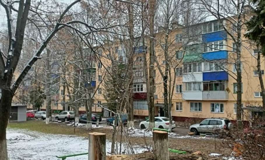 В Ельце с каждым днём растёт количество голых тополей