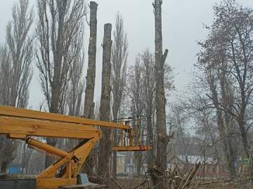 В Ельце с каждым днём растёт количество голых тополей