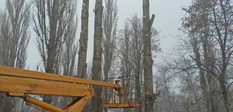 В Ельце с каждым днём растёт количество голых тополей