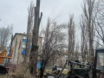 Деревья в Ельце продолжают обрезать варварски пополам!