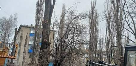 Деревья в Ельце продолжают обрезать варварски пополам!