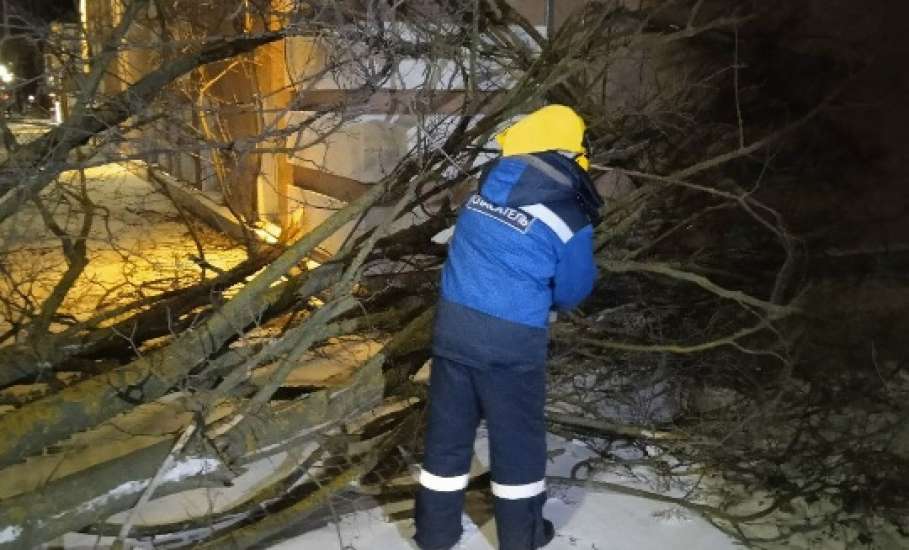 Дерево на Коммунаров упало из-за того, что подрядчик повредил корневую систему при &laquo;благоустройстве&raquo;!