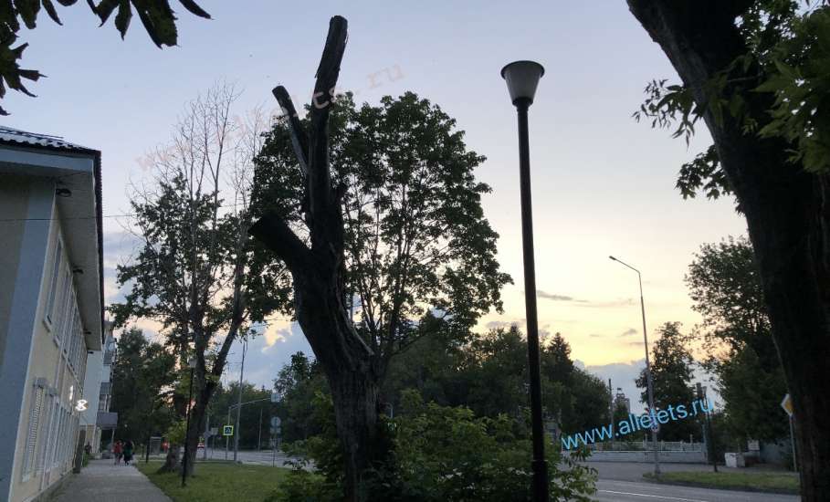 Дерево на Коммунаров упало из-за того, что подрядчик повредил корневую систему при &laquo;благоустройстве&raquo;!