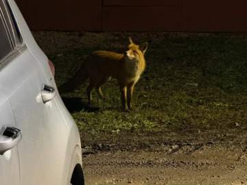 Лиса прибежала к жителям Ельца!