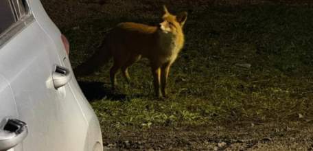 Лиса прибежала к жителям Ельца!