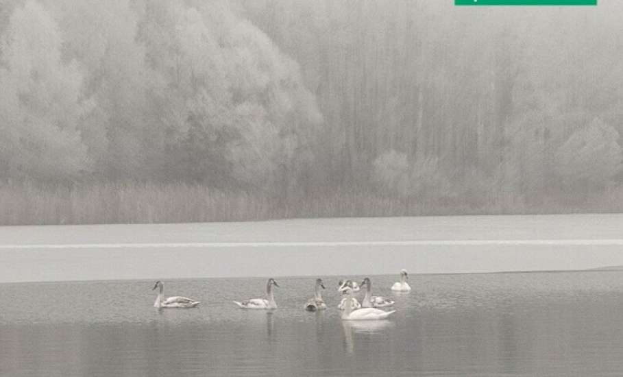 Лебеди не улетели в тёплые края из Липецкой области