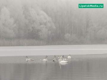 Лебеди не улетели в тёплые края из Липецкой области