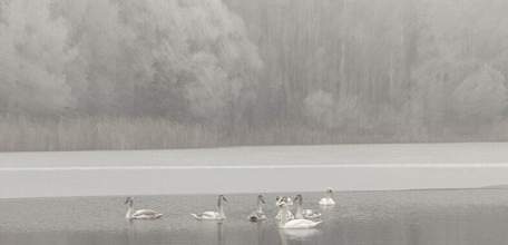 Лебеди не улетели в тёплые края из Липецкой области