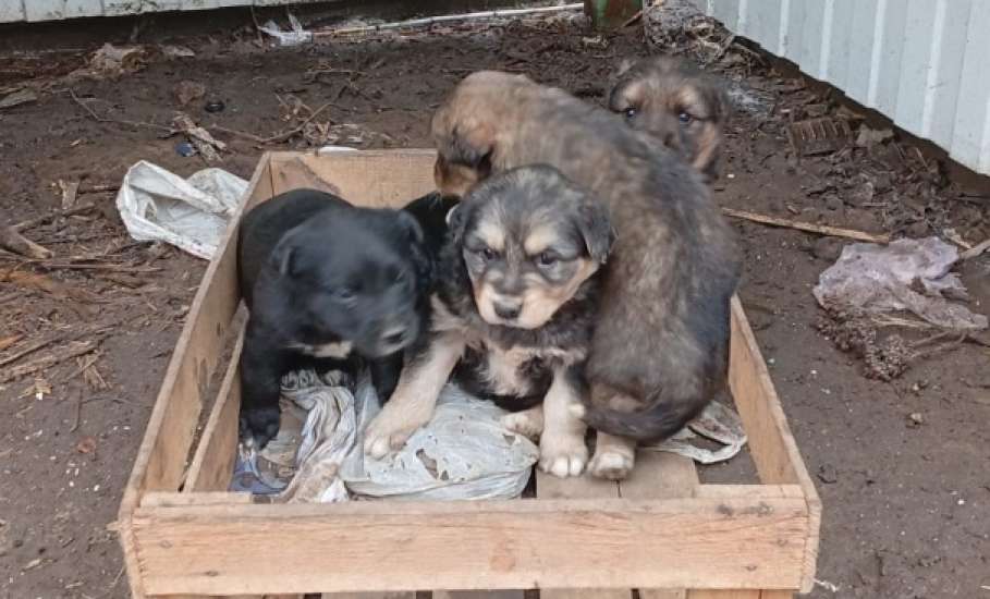 На мусорку в Ельце выбросили щенков! Сотрудники &laquo;Тэко-Сервиса&raquo; их спасли!