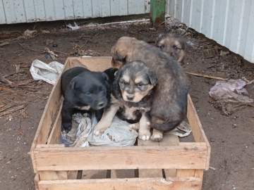 На мусорку в Ельце выбросили щенков! Сотрудники &laquo;Тэко-Сервиса&raquo; их спасли!