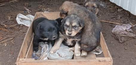На мусорку в Ельце выбросили щенков! Сотрудники &laquo;Тэко-Сервиса&raquo; их спасли!