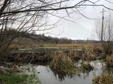 Бобры в Ельце взяли благоустройство территории речки Ельчик в свои лапы!