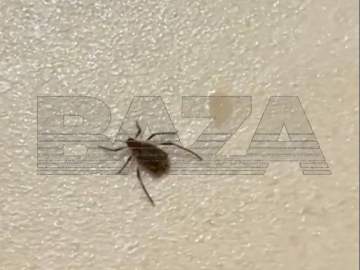 Новогодние &laquo;ёлочные&raquo; клещи атакуют квартиры россиян. Паразиты раньше выходят из спячки из-за тёплой зимы!