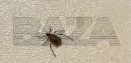 Новогодние &laquo;ёлочные&raquo; клещи атакуют квартиры россиян. Паразиты раньше выходят из спячки из-за тёплой зимы!