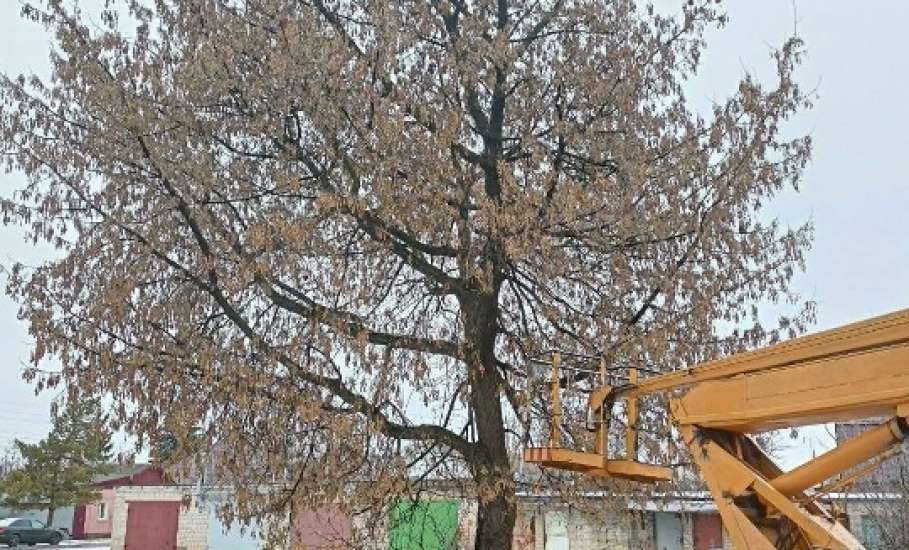 Деревьев в Ельце становится всё меньше