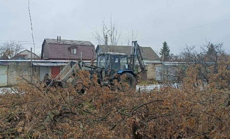 Деревьев в Ельце становится всё меньше