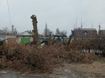 Деревьев в Ельце становится всё меньше