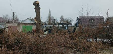 Деревьев в Ельце становится всё меньше