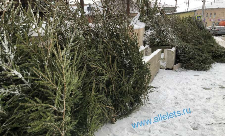 На мясном рынке цены лупят за ёлку с отломанной макушкой - 6000 рублей!