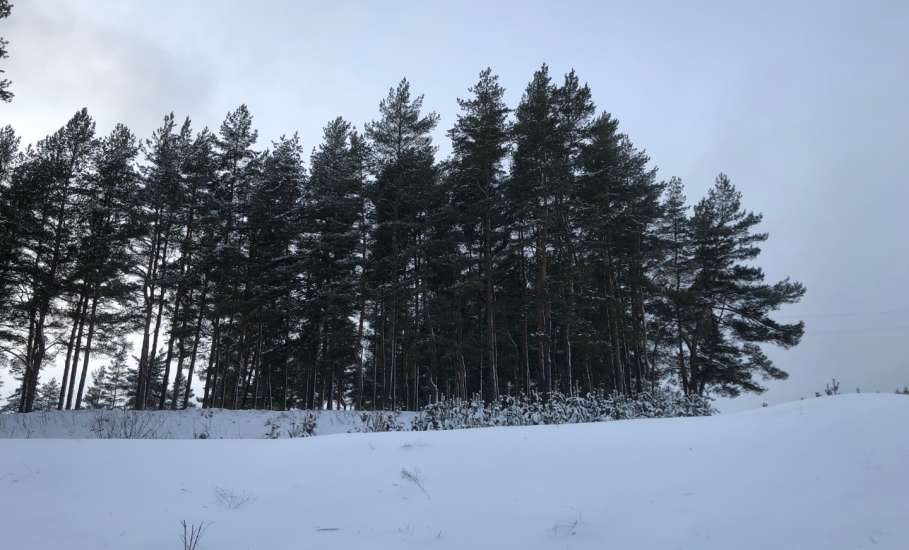 Для любителей лыжных прогулок в Ельце хорошая новость - лыжня на Ключ Жизни есть!