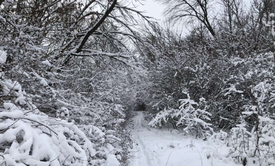 Для любителей лыжных прогулок в Ельце хорошая новость - лыжня на Ключ Жизни есть!