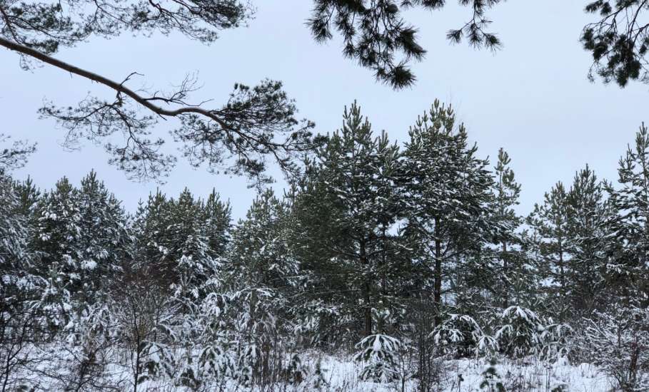 Для любителей лыжных прогулок в Ельце хорошая новость - лыжня на Ключ Жизни есть!